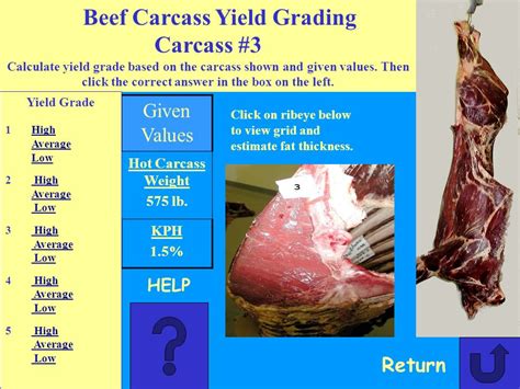 instrument used to measure fat thickness on beef carcass|Instrument grading of beef carcasses .